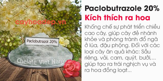 Paclobutrazol 20% WP (Ức chế sinh trưởng, kích thích ra hoa)